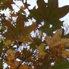 Ambrowiec amerykański