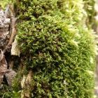 Nastroszek kędzierzawy