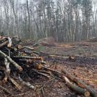 Wycięte drzewa na Osiedlu Stałym. Fot Barbara Ziętek