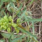 Wilczomlecz lancetowaty