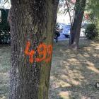 Oznaczone liczbami drzewa przy ulicy Kolejarzy w Jaworznie