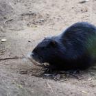 nutria 28.04.2022 15-52-48.2022 15-52-48