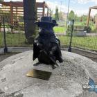 Chomik Zorro w Jaworznie