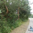 Krzywe sosny