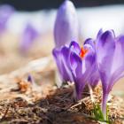 Hokus Krokus - Chochołowska 30.03.2019 13-43-53
