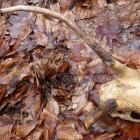 Żuk leśny i czaszka sarny