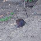 1-nutrie (4)