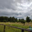 Owce na Sadowej Górze. Fot. Patrycja Koprzak