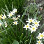 Tulipan dwukwiatowy
