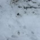 Końskie odchody na trasie w Jeleniu. Zdjęcie nadesłane przez mieszkankę