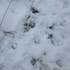 Końskie odchody na trasie w Jeleniu. Zdjęcie nadesłane przez mieszkankę