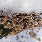 Wrośniak strefowany