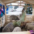 01-Jarmark 15.12.2018 11-57-37