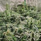 marihuana (1)