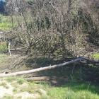 1-nutrie (6)