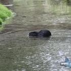 Nutrie w Jaworznie 