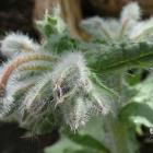 Ogórecznik lekarski