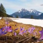 Hokus Krokus - Chochołowska 30.03.2019 13-39-29