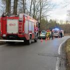 kolizja jeleń dąb