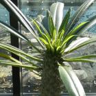 Palma madagaskarska w Sosnowcu