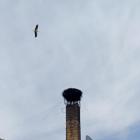 Bociany u Stanisława Bigaja w Jaworznie