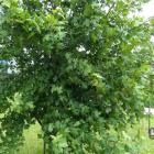 Klon polny – Acer campestre