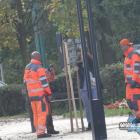 Pracownicy MZDiM sadzą drzewka we wcześniej przygotowanych miejscach