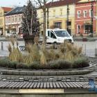 Ambrowiec amerykański na rynku w Jaworznie