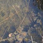 Woda w Zalewie Sosina w Jaworznie