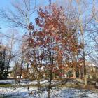 Ambrowiec amerykański