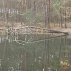 Powalone drzewo, Żabnik, zachodni staw