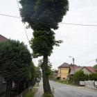 zdjęcie nr 19