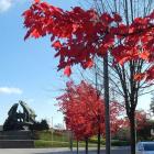 Klon czerwony – Acer rubrum