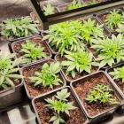 marihuana (2)