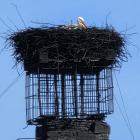 Bocian na kominie Stanisława Bigaja