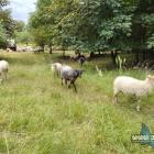 Owce na Sadowej Górze. Fot. Patrycja Koprzak