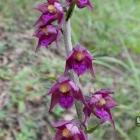 Kruszczyk rdawoczerwony