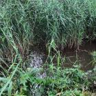 Bobry w Jaworznie - stan na sierpień 2025