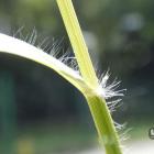 Miłka drobna – Eragrostis minor