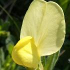 Komonicznik skrzydlatostrąkowy