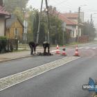 zdjęcie nr 8