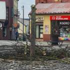 Na Rynku w Jaworznie wycieli jawora. Fot. MZDiM Jaworzno