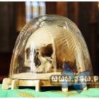 Domniemana czaszka św. Wojciecha