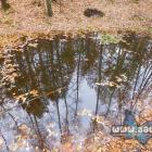 Mała retencja w lesie