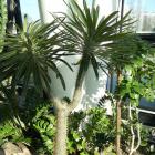 Palma madagaskarska w Sosnowcu