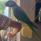 Papuga Mango
Fot. Marzena Twardoch-Szindler