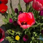 Zuzanna Wolska, Julia Jankowska 