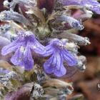 Dąbrówka rozłogowa - Ajuga reptans