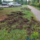 Zniszczona przez dziki zieleń. Fot: od czytelnika