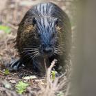 nutria 28.04.2022 15-52-49.2022 15-52-050